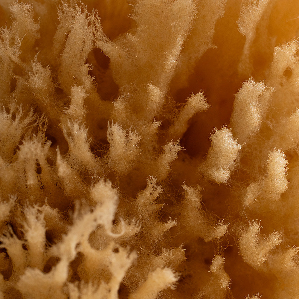 Natural Grass Sea Sponge